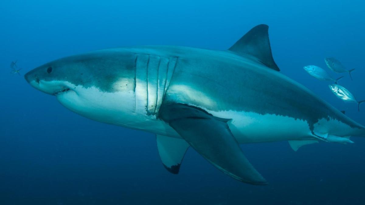 Teenage surfer dies after shark attack off southern Australia