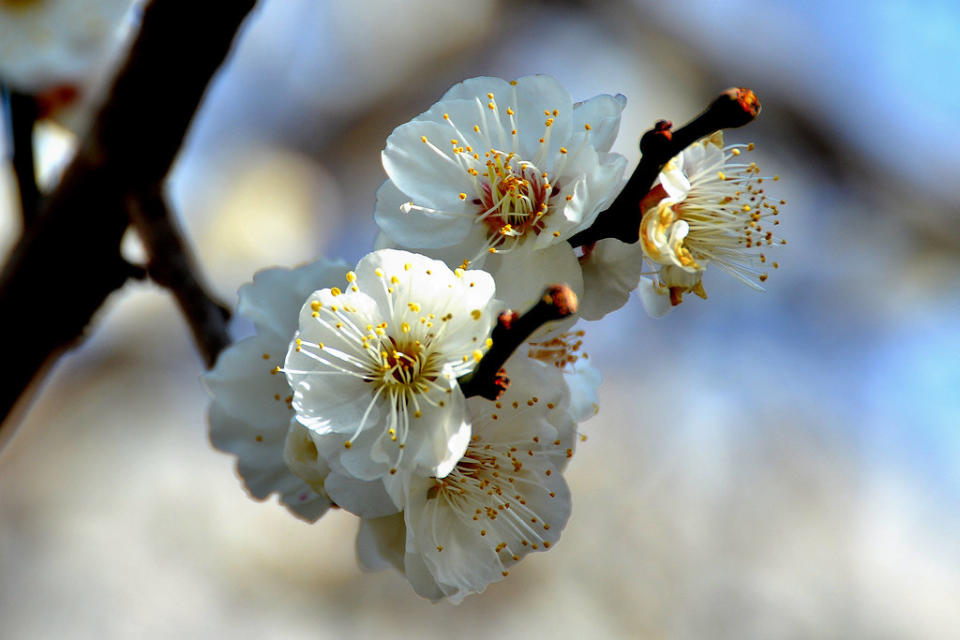 梅花(Photo Credit: Lianbao Zhou @Flickr, License: CC0 1.0，圖片來源：https://www.flickr.com/photos/134336812@N04/24439767593)