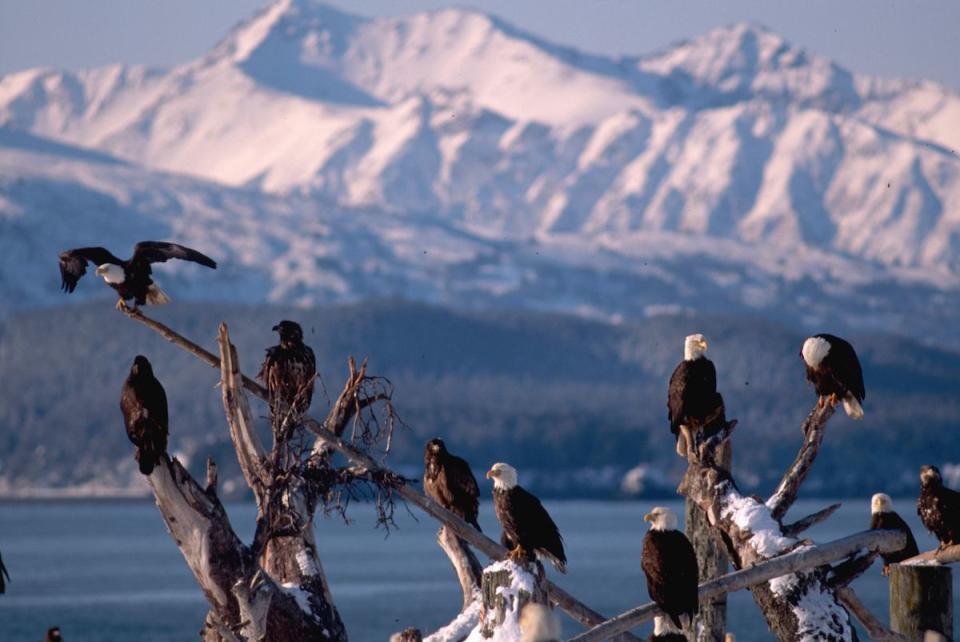 <p>Bald eagles in Homer, Alaska // Date unknown</p>