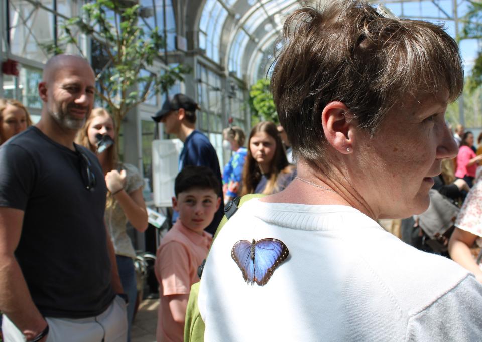 Butterflies LIVE! wannabee "hitchhiker" lands on Chesterfield County Public School teacher Cathy Kunkel at Lewis Ginter Botanical Garden in Henrico, Va.