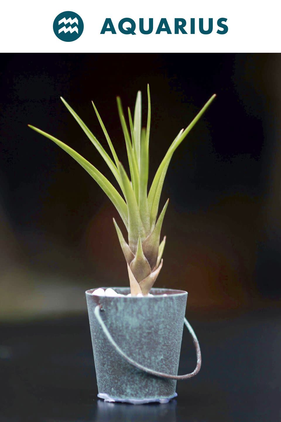 Aquarius : Air Plant