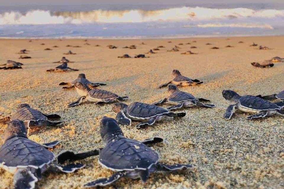 En el Campamento Tortuguero Palmarito hay presencia de tres especies de tortugas marinas: laúd, prieta y golfina.