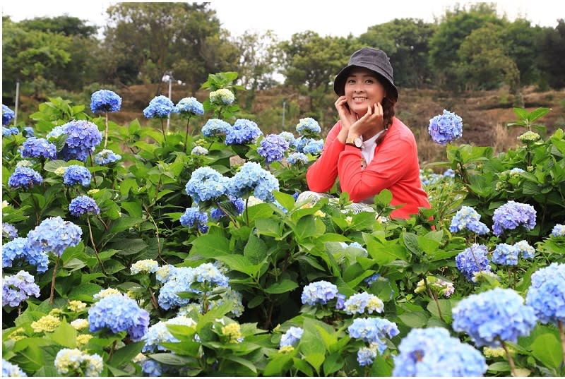 新北｜萬里高家繡球花季