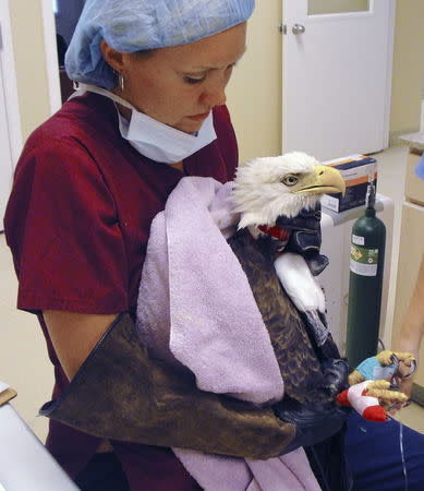 Ozzie the bald eagle is shown during a wound care operation at Clinic for the Rehabilitation of Wildlife (CROW) in Sanibel, Florida, on September 28, 2015 in this image released on October 1, 2015. REUTERS/Kenny Howell/CROW Clinic/Handout via Reuters