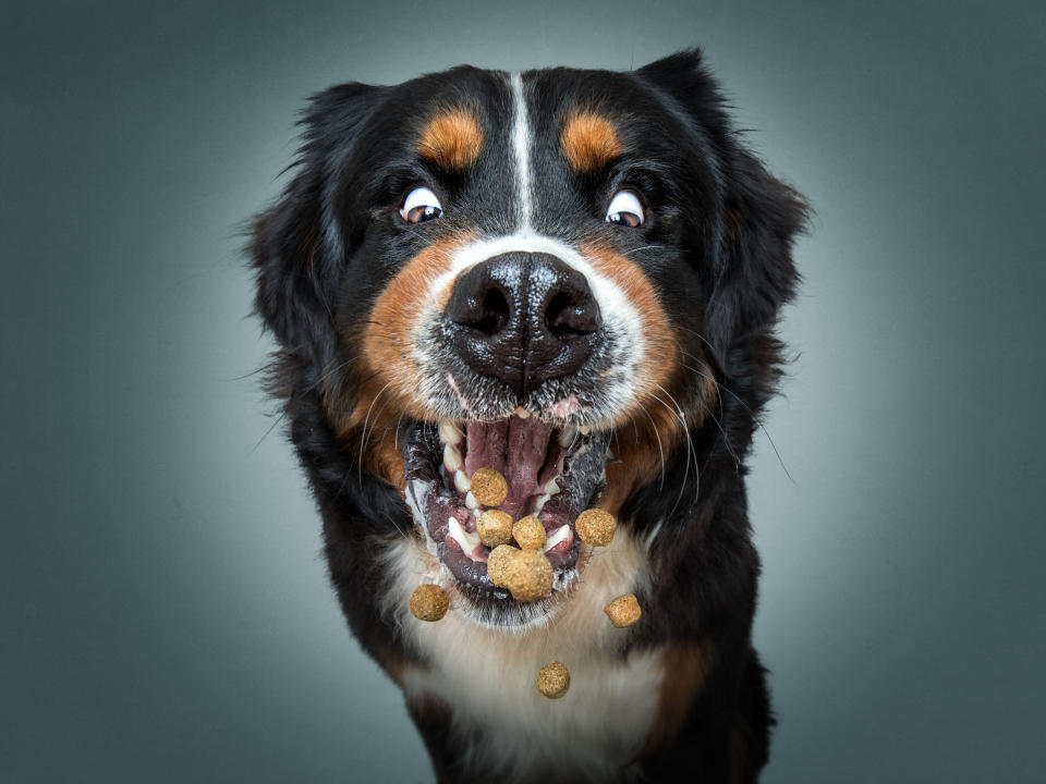 Hilarious photos of dogs trying to catch treats