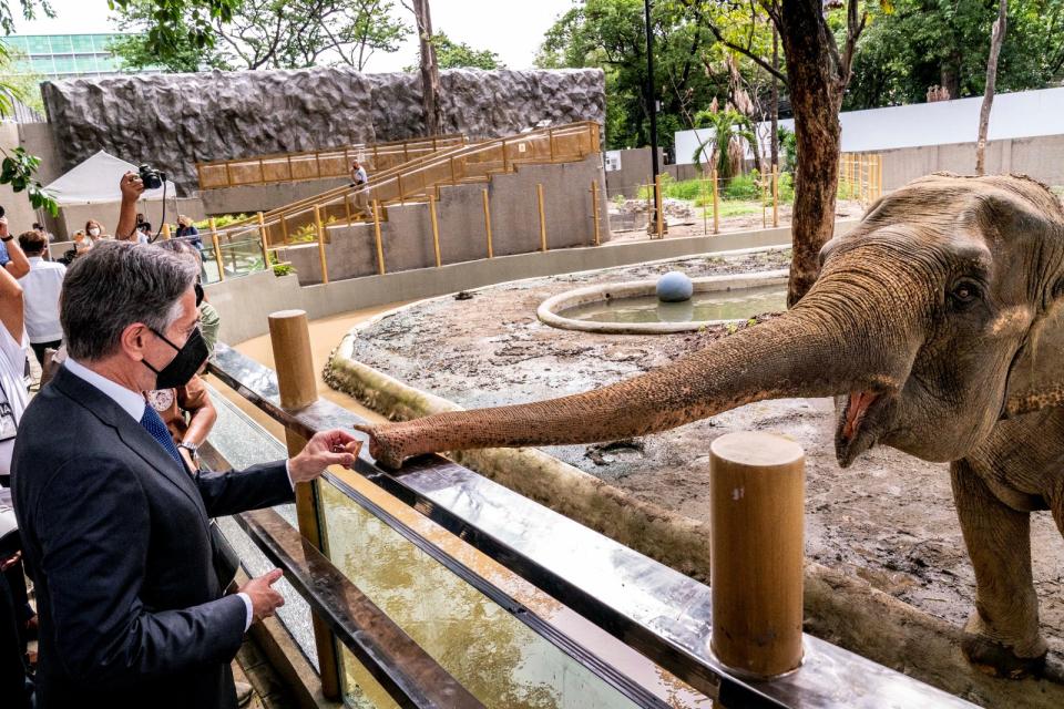 2022年8月6日，美國國務卿布林肯參訪被當成疫苗接種站的菲律賓馬尼拉動物園，與園內唯一一頭大象馬莉互動。路透社