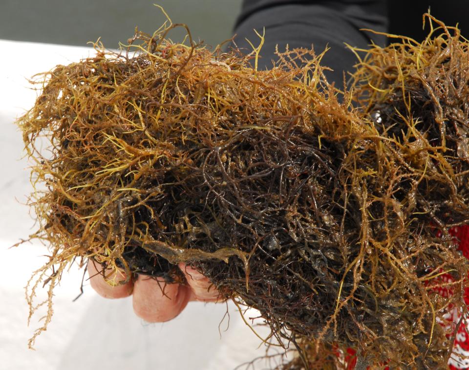 Brian Lapointe, a researcher with FAU-Harbor Branch Oceanographic Institute holds seaweed from the lagoon. Lapointe measures different forms of nitrogen within plants to determine the potential sources of nitrogen.