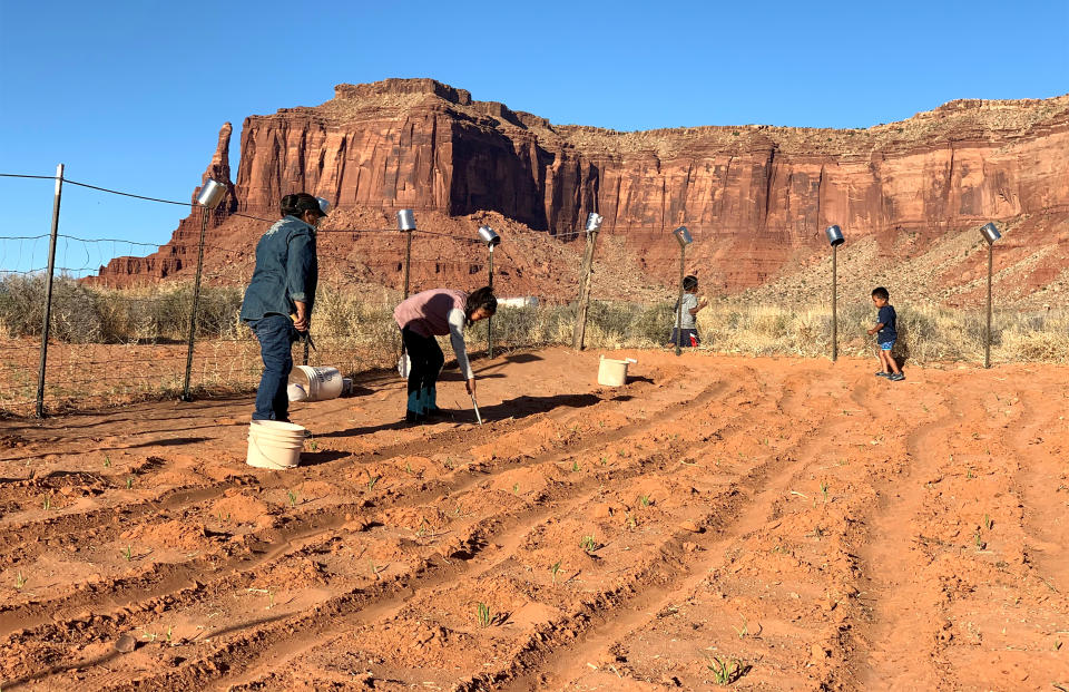 Cynthia Wilson's family grows rows of corn, beans and melons outside of their home in Monument Valley, Utah, on the Navajo Nation. (Cynthia Wilson)