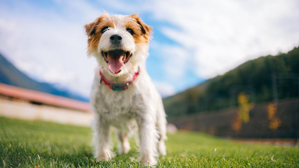 playful jack russell terrier dog with sticking tongue