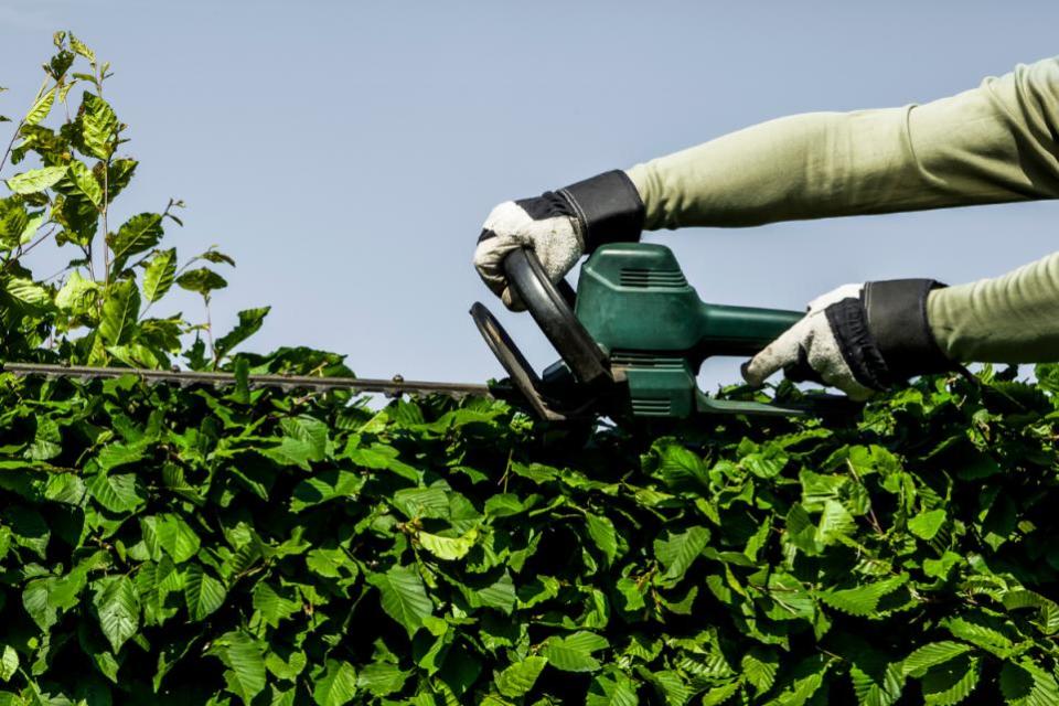 Bradford Telegraph and Argus: Local authorities can reject high hedge complaints if not enough has been done to resolve the issue with the neighbour (Getty)