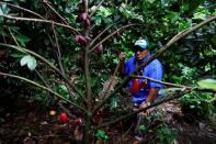 Coffee and cocoa producer Francisco Flores Recinos stand by a cocoa tree at El Carmen Estate in Jayaque, El Salvador July 20, 2016. Picture taken July 20, 2016. REUTERS/Jose Cabezas