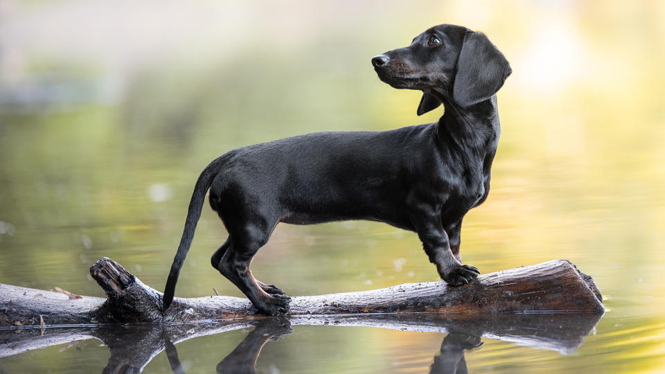Dachshund stood on a log in water