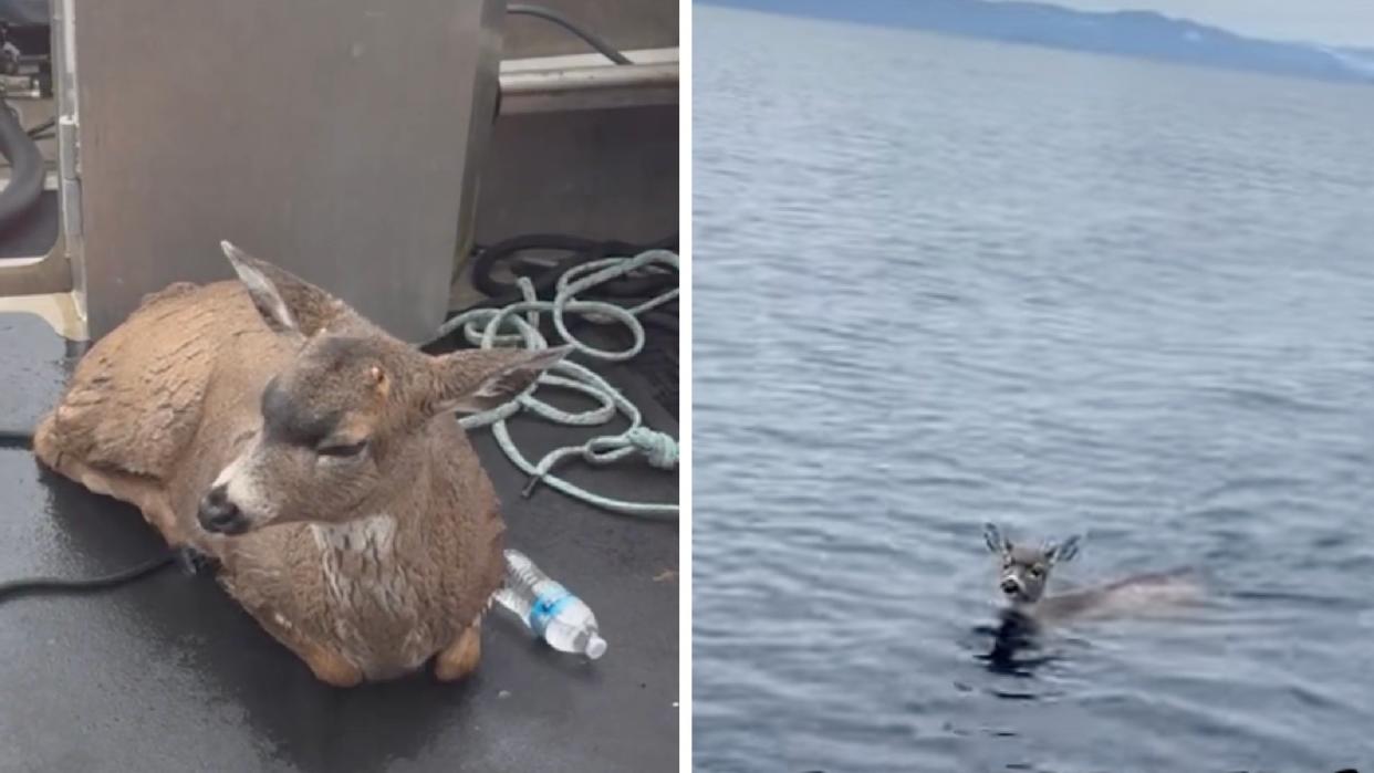 alaska troopers pull two blacktail deer from water