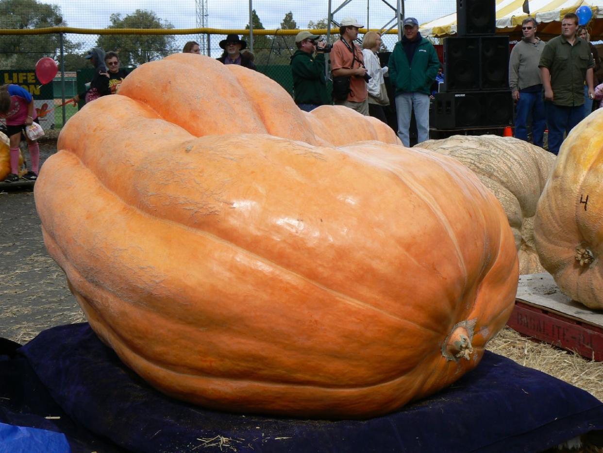 Atlantic Giant pumpkin at a weigh-off in California.