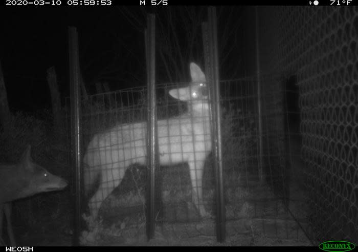 <em>Two coyotes using a wildlife exit to leave the road. CREDIT: Kline Lab/University of Texas Rio Grande Valley.</em>