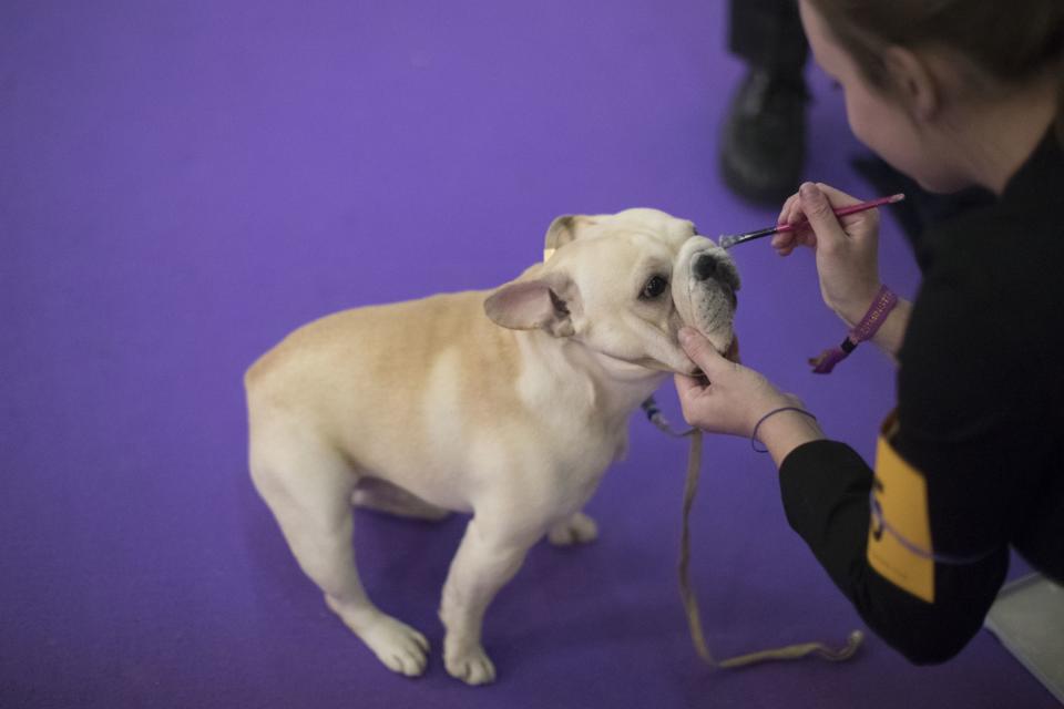 <p>A French bulldog is groomed before competing in the 141st Westminster Kennel Club Dog Show, Monday, Feb. 13, 2017, in New York. (AP Photo/Mary Altaffer) </p>