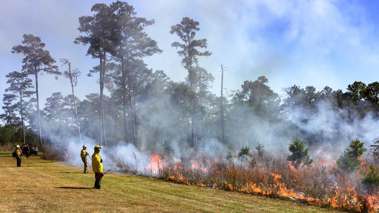 Red Hills Fire Fest returns with prescribed fire demonstrations, fire ecology wagon tours, live wildlife, live music, food trucks, exhibits and activities for all-ages on Feb. 3, 2024.