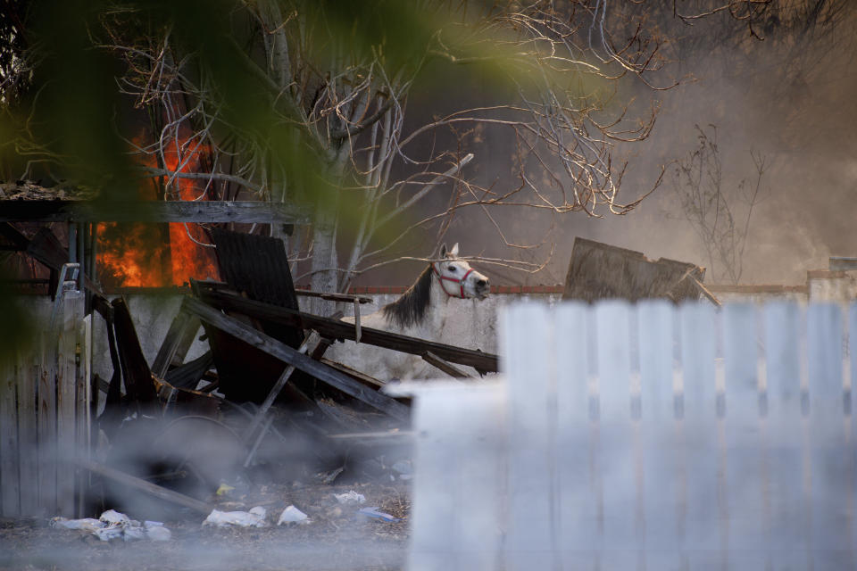 A horse stands in a back of a home where an explosion took place sending off multiple fireworks in to the sky in Ontario, Calif., Tuesday, March 16, 2021. (Watchara Phomicinda/The Orange County Register via AP)