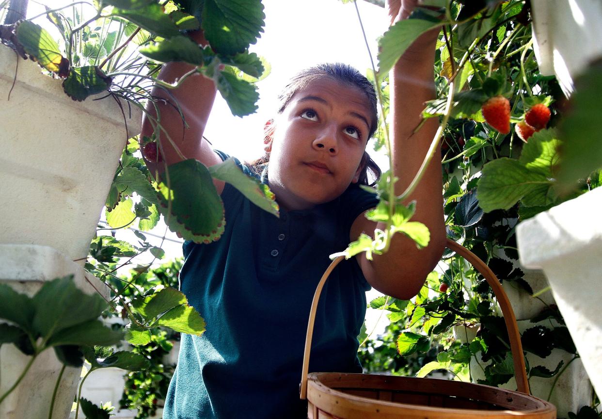 A fifth grade student at Pine Jog Elementary School picks strawberries in a hydroponic garden in West Palm Beach. The school has an environmental science choice program.