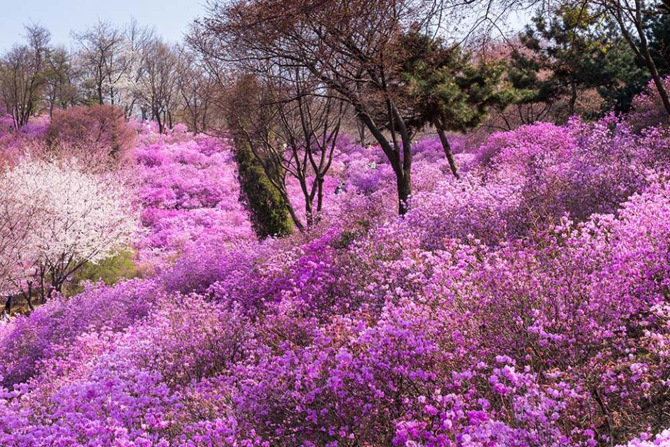 遠美山杜鵑花（Image Source : Getty Creative）