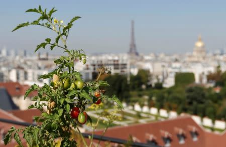 A tomato plant is seen in a planter box on the 700 square metre (7500 square feet) rooftop of the Bon Marche, where the store's employees grow some 60 kinds of fruits and vegetables such as strawberries, zucchinis, mint and other herbs in their urban garden with a view of the capital in Paris, France, August 26, 2016. REUTERS/Regis Duvignau