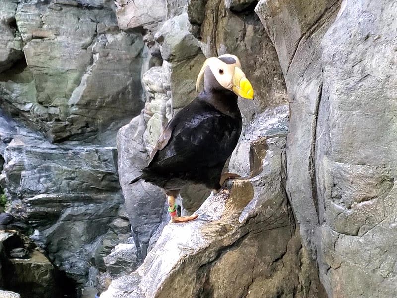 屏東海生館喜迎鳳頭海鸚鵡寶寶萌翻