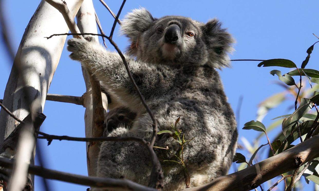 <span> A site set aside as koala habitat has been found to be cleared paddock under an audit of Australia’s biodiversity offset scheme.</span><span>Photograph: Loren Elliott/Reuters</span>
