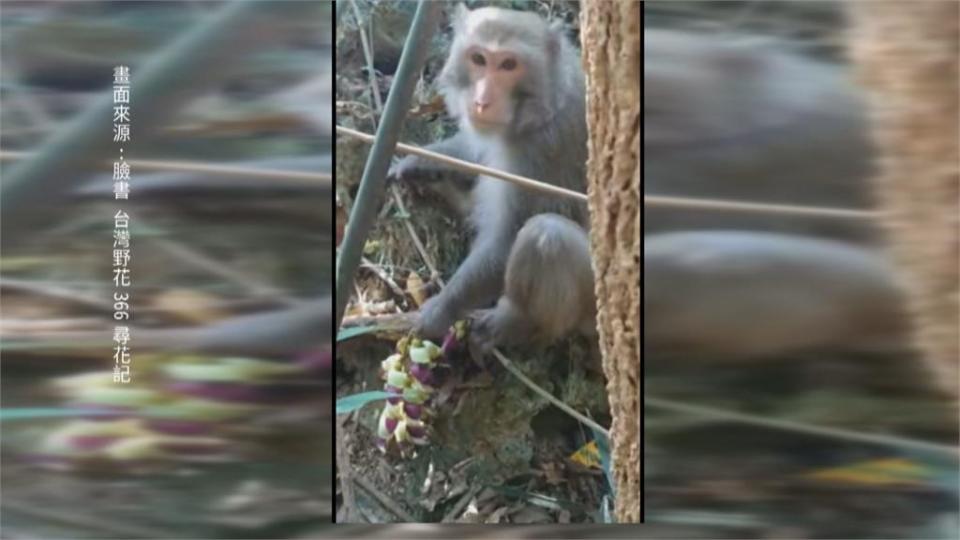 獼猴愛吃血藤花「外型酷似葡萄」專家：獼猴吃花很正常