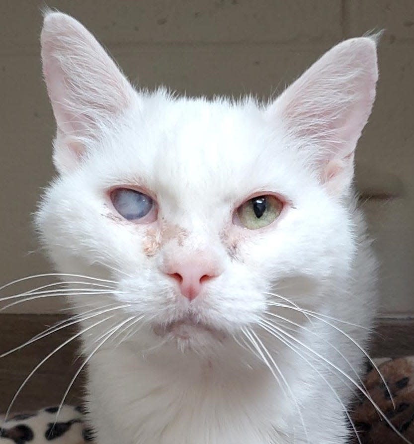 Name: Meow Meow Gender: Female Age: 13 years old Weight: 6 pounds Species: Cat Breed: Domestic Shorthair – White Orphaned Since: August 2021 Adoption Fee: $65.00 Meow Meow is a golden girl looking for a quiet retirement home to enjoy her golden years in. Her eyes are unique — one blue and one green. Scarring has left her eyes and vision cloudy, but the beauty of her youth is still evident. They water often and you can keep them clean by washing her face daily. She doesn’t seem to mind. She needs to be the only pet in the home so she can feel safe. Now until Nov. 30, you can adopt her for half-off the adoption fee so make an appointment right away at www.spcaflorida.org/appointment.