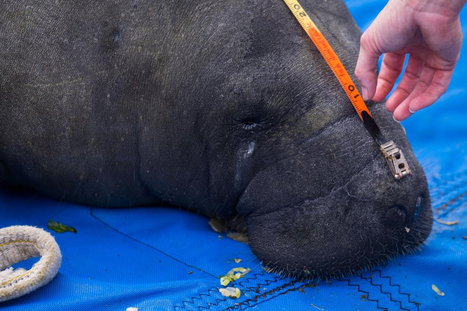 Gnocchi, an 8-foot-long manatee released at Anchorage Park, is measured by a Florida Fish and Wildlife biologist Tuesday in North Palm Beach. Found in Lantana in December, Gnocchi was found severely emaciated at only 600 pounds. After several months of rehabilitation at SeaWorld Orlando, Gnocchi was released weighing close to 1,000 pounds.