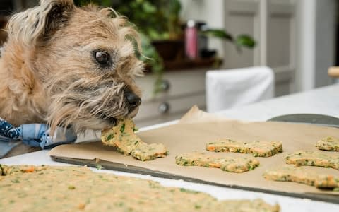 Dog eating biscuit - Credit:  Andrew Crowley