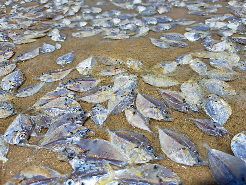 Thai mass fish die-off