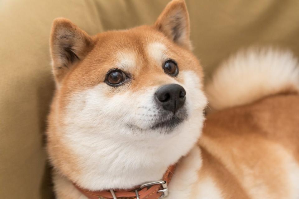 Shiba Inu dog.