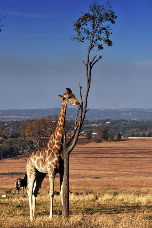 Giraffes are mainly spread out across southern and eastern Africa