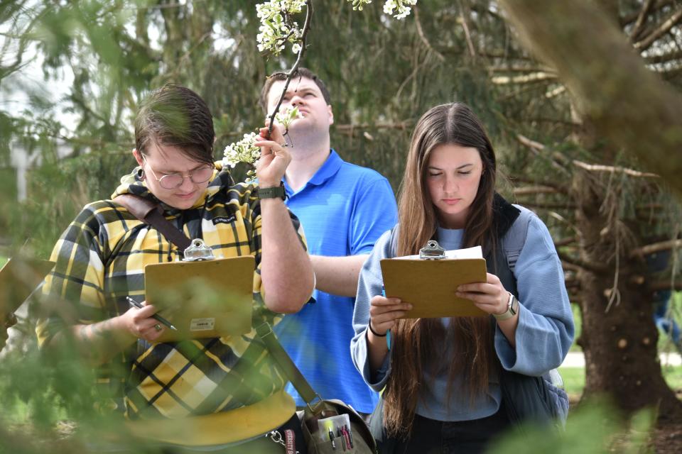 Students in an Indiana University South Bend ecology course work to identify a Bradford pear tree on campus on Wednesday, April 20, 2024.