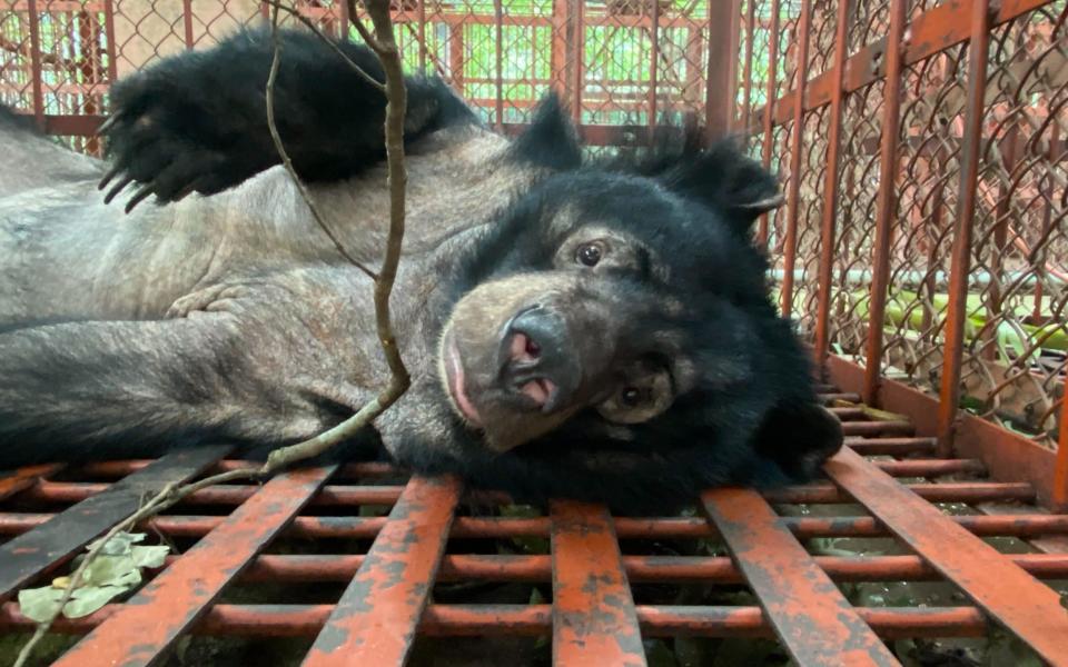 One of five bears rescued from Vietnam's bile farming hotspot - Animal Asia