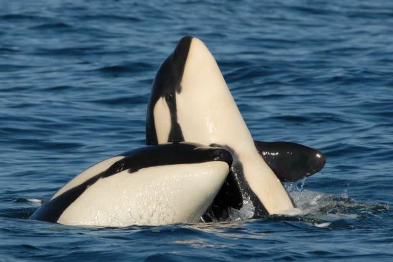 Las ballenas forman parte de los mamíferos más longevos