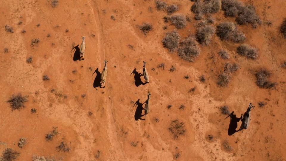 drought southern Africa