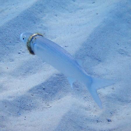 目前當地人正在想辦法找到這條鯔魚，並拯救牠。（翻攝自Norfolk Island Time臉書）