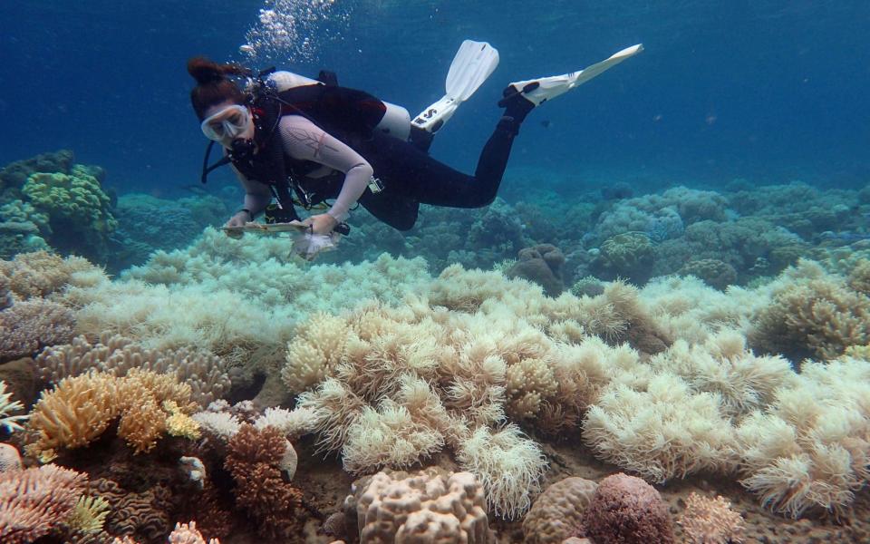 A diver investigates a bleached section of reef following two years of warming sea temperatures - Credit: AFP/GETTY IAMGES/AFP/GETTY IAMGES