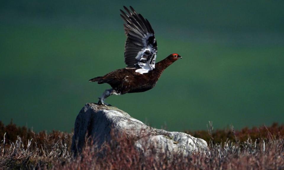 <span>Photograph: Owen Humphreys/PA</span>