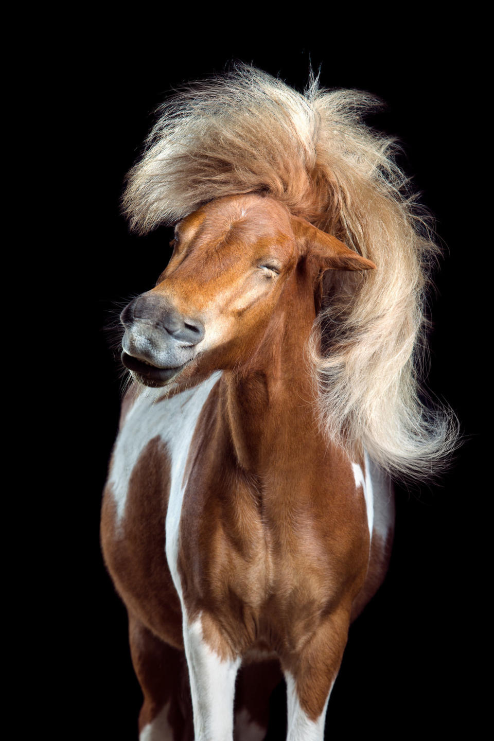 An image from "Horsestyle" series by&nbsp;Wiebke Haas.&nbsp;