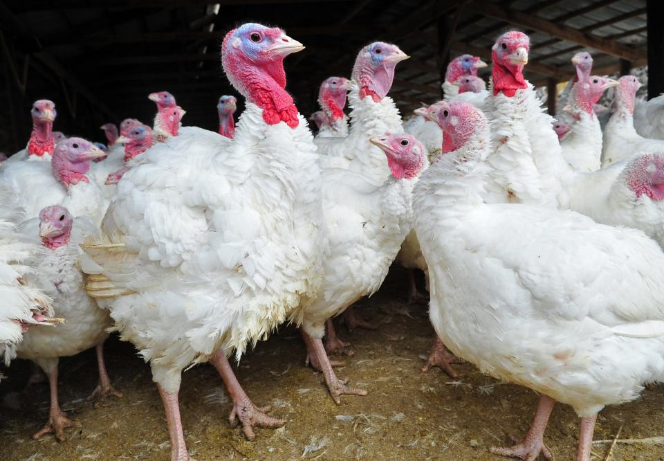 The turkeys at Ashley Farms in Flanders are raised on natural feed, including farm-grown corn.
