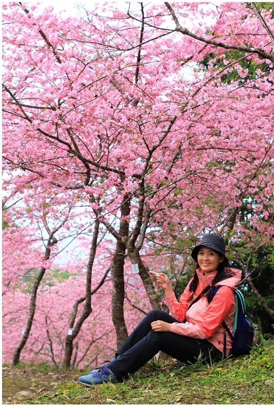 高雄「寶山二集團櫻花公園