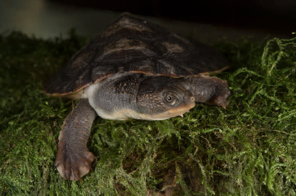 Mary River turtles are endangered, short-necked turtles with a remarkable adaptation: They perform "cloacal breathing." In most species, the cloaca (or the turtle's "back side") is the posterior opening that serves as the only orifice for waste