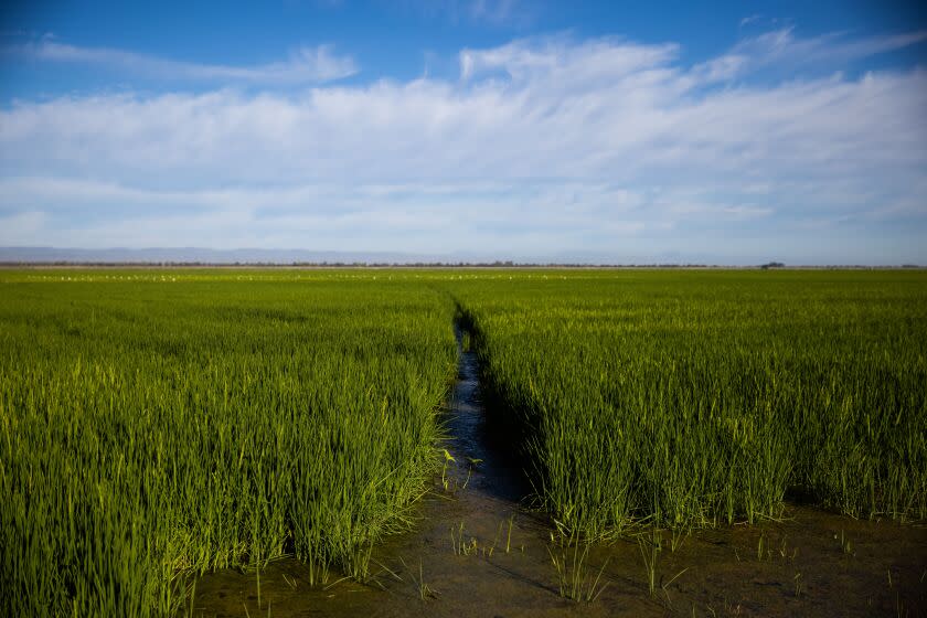 One of Kim Gallagher's rice fields in Knights Landing, California, August 3, 2021.