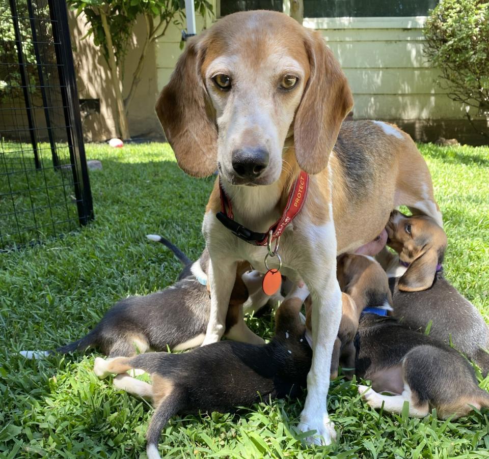 The beagle Mamma Mia feeds her puppies.