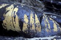 Oil seeps on a rock at Refugio State Beach after a massive oil spill on the California coast in Goleta, California May 22, 2015. REUTERS/Jonathan Alcorn