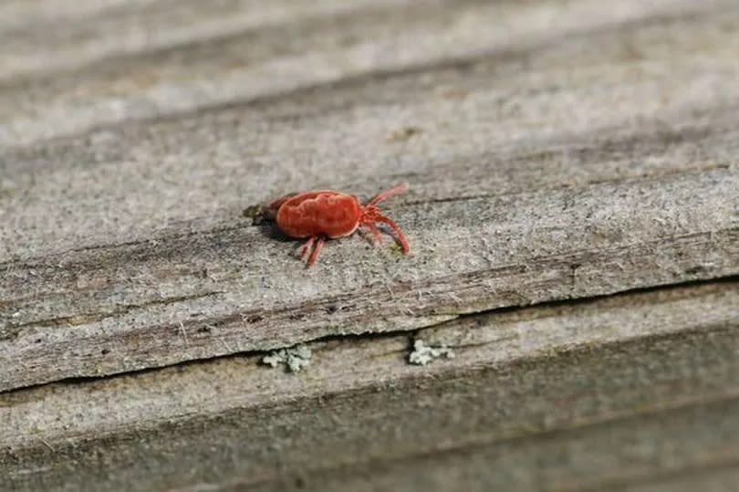 clover mites