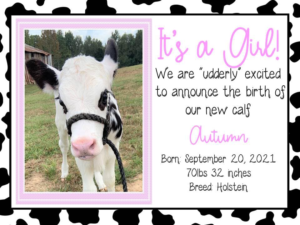 The official announcement made by John S. Jones Elementary School to welcome Autumn to the world. The calf was adopted by the school and born on September 20.